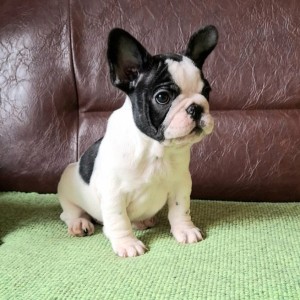Francuski Buldog PRELEPI štenci