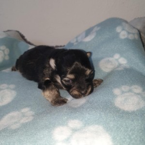Bichon Havanese , Bišon Havanezer , Havanski Bišon