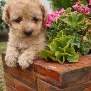Labradoodle prelepi štenci