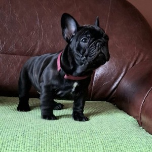 Francuski Buldog PRELEPI štenci