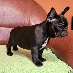 Francuski Buldog PRELEPI štenci