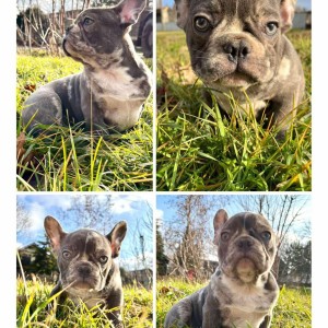 Francuski buldog plavi