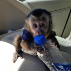 Prodaju Se Dobro Dresirane Bebe Kapucin Majmuna