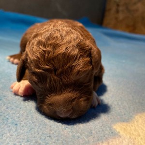 Lagotto Romagnolo - Štenci vrhunskog kvaliteta