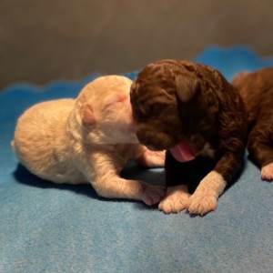 Lagotto Romagnolo - Štenci vrhunskog kvaliteta