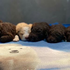 Lagotto Romagnolo - Štenci vrhunskog kvaliteta