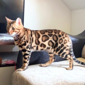 Bengalski Macici