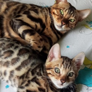 Bengalski Macici