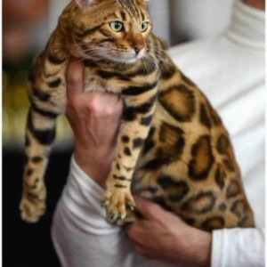 Bengalski Macici