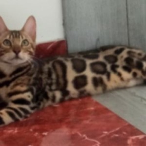 Bengalski Macici