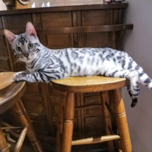 Bengalski Macici