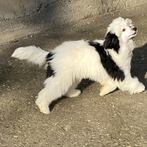 Kineski Ćubasti Pas Štenci