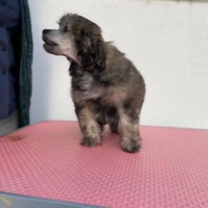 Kineski Ćubasti Pas Štenci