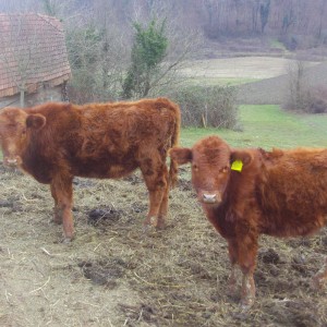 Krave i telad angus
