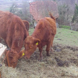 Krave i telad angus