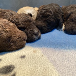 Lagotto Romagnolo - Štenci vrhunskog kvaliteta