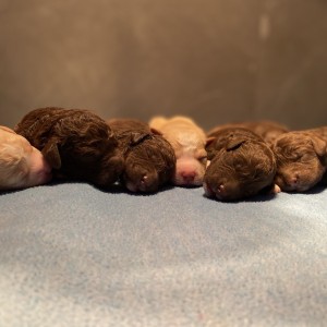 Lagotto Romagnolo - Štenci vrhunskog kvaliteta