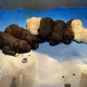Lagotto Romagnolo - Štenci vrhunskog kvaliteta