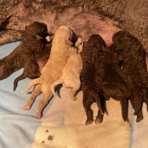 Lagotto Romagnolo - Štenci vrhunskog kvaliteta