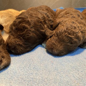 Lagotto Romagnolo - Štenci vrhunskog kvaliteta