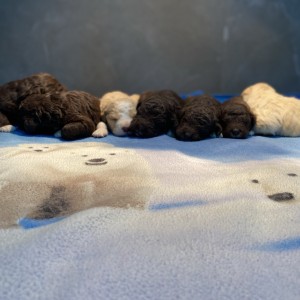 Lagotto Romagnolo - Štenci vrhunskog kvaliteta