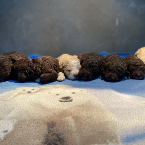 Lagotto Romagnolo - Štenci vrhunskog kvaliteta
