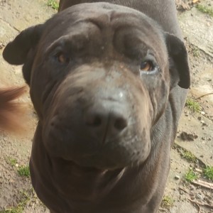 Udomljava se Rex shar-pei