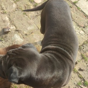 Udomljava se Rex shar-pei