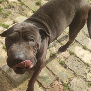 Udomljava se Rex shar-pei