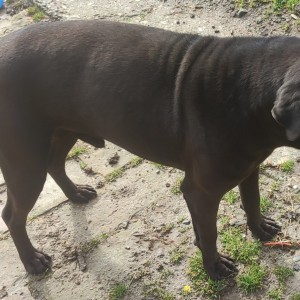 Udomljava se Rex shar-pei