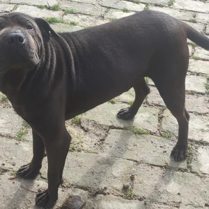 Udomljava se Rex shar-pei