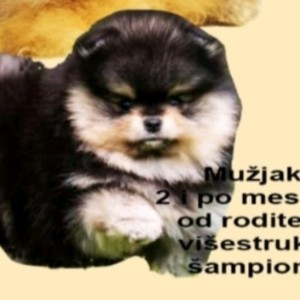 Pomeranac BOO štenci vrhunskog kvaliteta