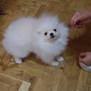 Pomeranac BOO štenci vrhunskog kvaliteta