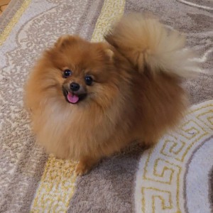 Pomeranac BOO štenci vrhunskog kvaliteta