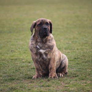 Presa Canario štenci