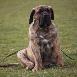 Presa Canario štenci