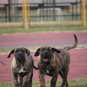Presa Canario štenci