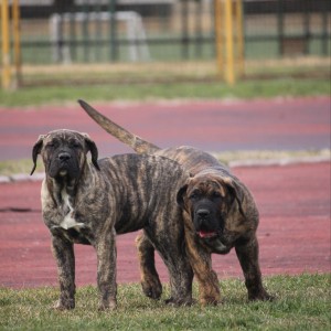 Presa Canario štenci