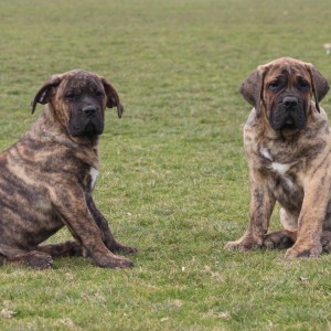 Presa Canario štenci