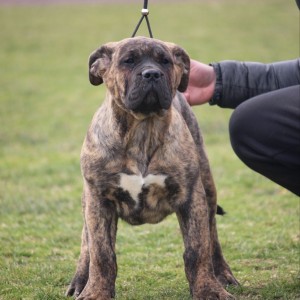 Presa Canario štenci