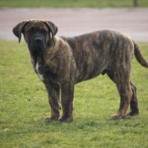 Presa Canario štenci