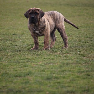 Presa Canario štenci