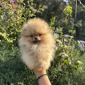 Pomeranac prelepi štenci