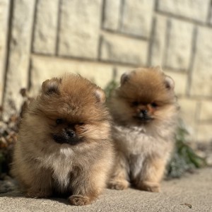 Pomeranac prelepi štenci