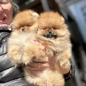 Pomeranac prelepi štenci