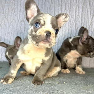 Francuski buldog stenci