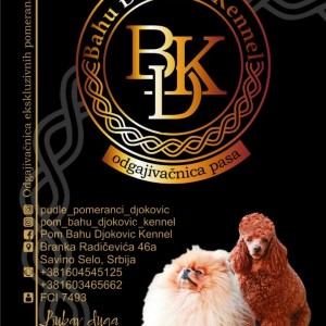 Pomeranac prelepi štenci