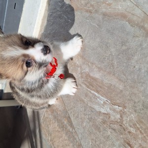 Welsh corgi/korgi pembroke