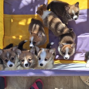 Welsh corgi/korgi pembroke