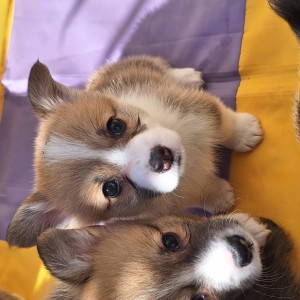 Welsh corgi/korgi pembroke